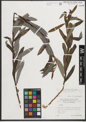 Foto von Salix purpurea L.